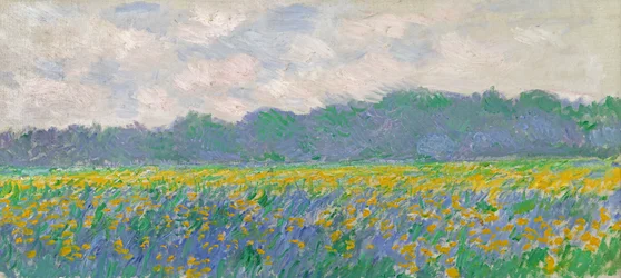Fält med gula iris i Giverny, 1887